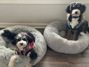 F1 Mini Bernedoodles of Skye & Goose